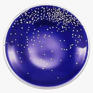 NIB Silpada Cobalt Blue Silver Speckled China Round Trinket Dish